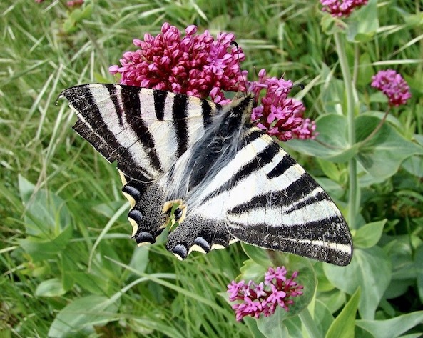 scarce swallowtail